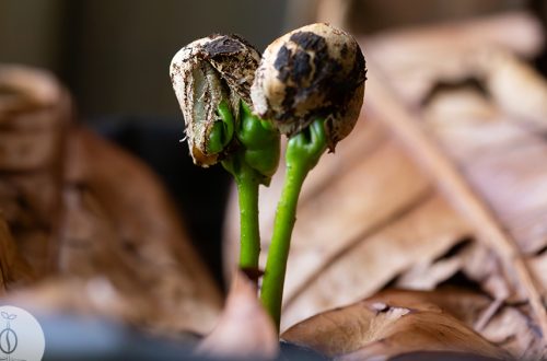 A detailed close-up view of coffee leaves emerging from a sprouting coffee seed.