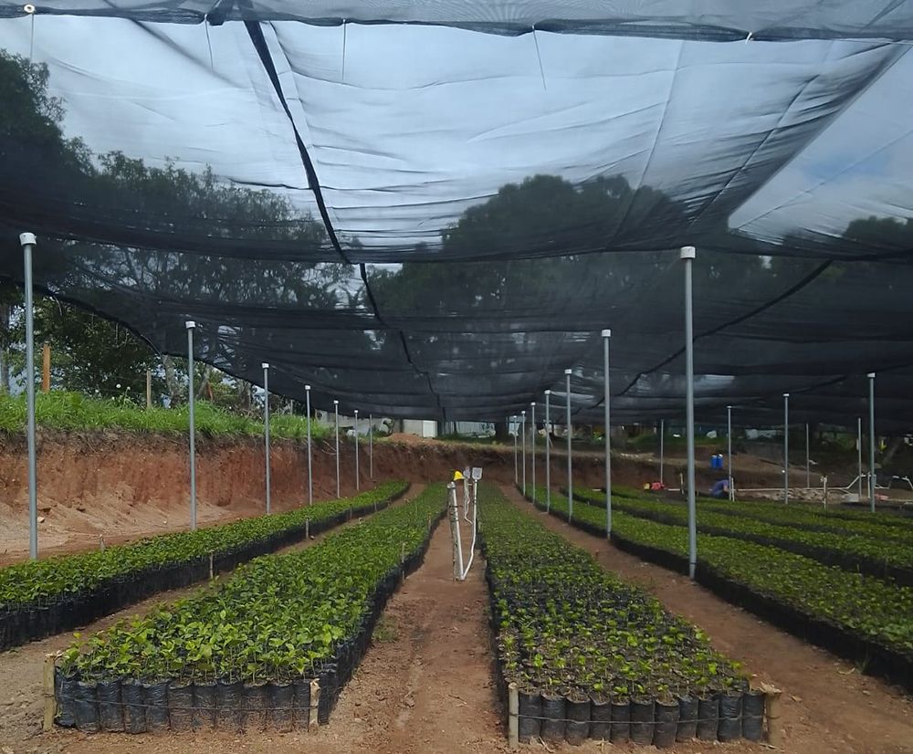 View of the tree nursery that is growing select tree species for reforesting areas of coffee farms